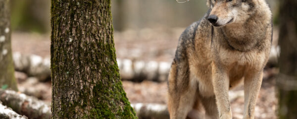 parc loups en france