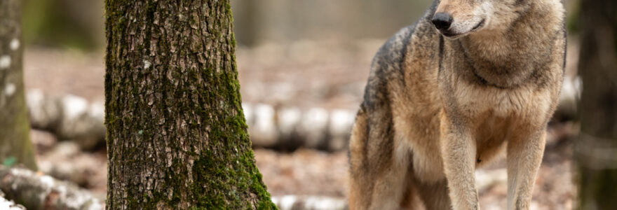 parc loups en france